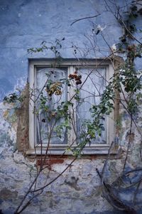 Potted plants on window of building