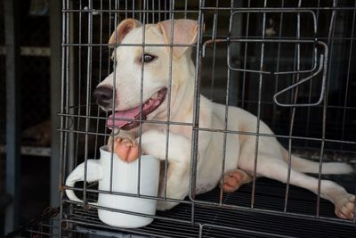 Close-up of dog in cage
