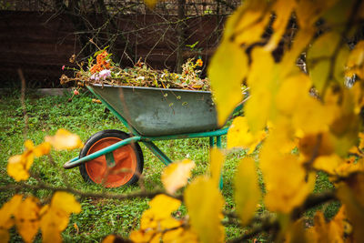 A garden steel robust wheelbarrow with garden garbage. concept preparing garden for winter season