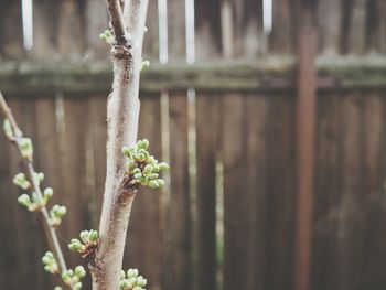 Close-up of plant against blurred background