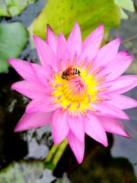 Close-up of bee pollinating on pink flower