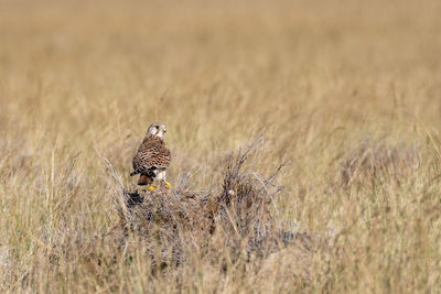 Bird perching on a field