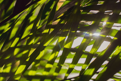 Full frame shot of plants