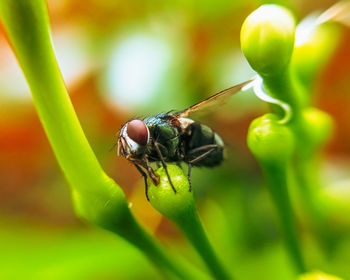 Close-up of insect on leaf