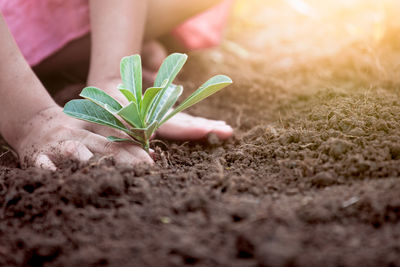 Cropped hands of girl planting in garden