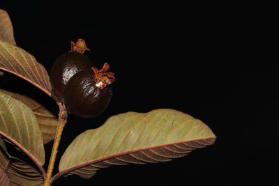 Close-up of dry leaves over black background