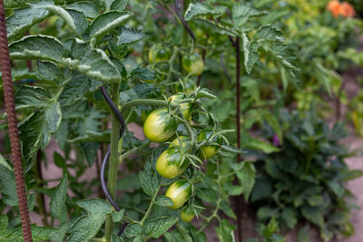 Close-up of fruits growing on plant