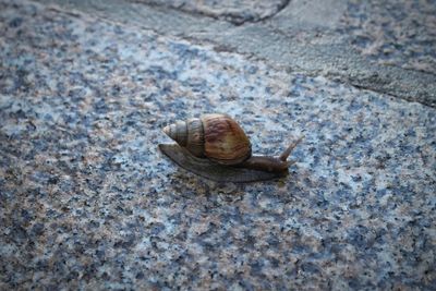 Close-up of snail on rock