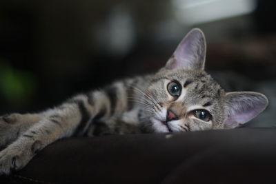 Close-up portrait of kitten relaxing
