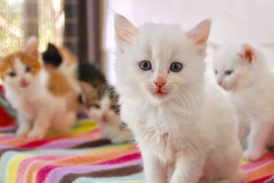 Close-up of kitten