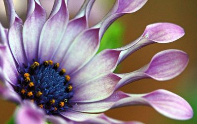 Close-up of purple flower blooming outdoors