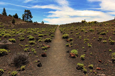 Dirt road amidst plants on field against sky