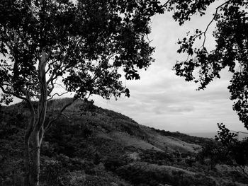 Low angle view of trees against sky