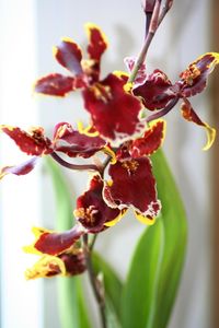 Close-up of flowers against blurred background