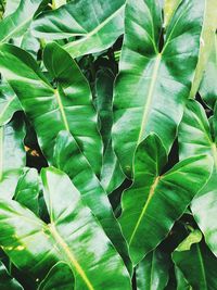 Full frame shot of leaves