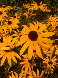 Close-up of yellow flowers blooming outdoors