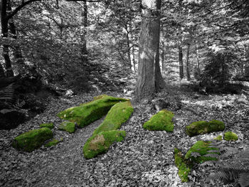 Moss growing on tree trunk in forest