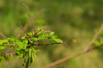 Close-up of berries growing on tree