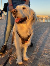 Dog standing outdoors