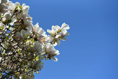 Blooming magnolia against the blue sky