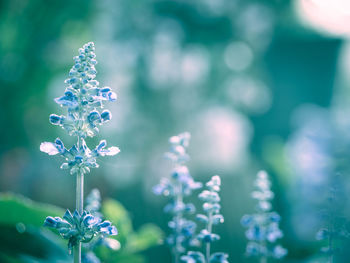 Close-up of purple flowering plant