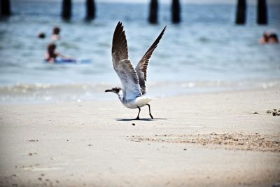 Seagull flying over beach
