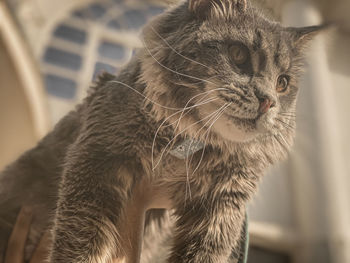 Close-up of cat looking away at home