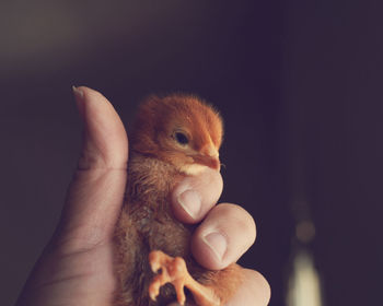 Cropped image of hand holding baby chicken