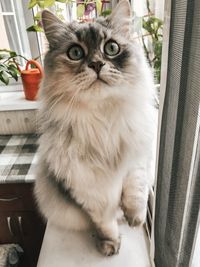 Portrait of cat sitting on seat