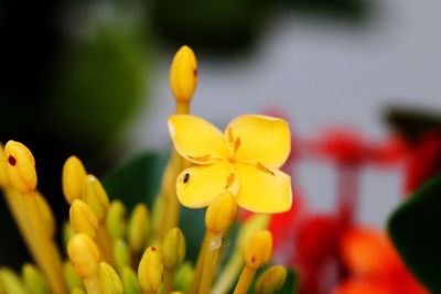 Close-up of yellow flower