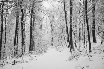 Bare trees in forest during winter