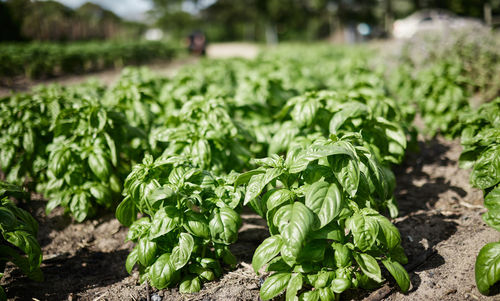 Close-up of plants growing on field