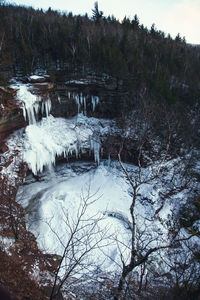 Bare trees by river in forest during winter