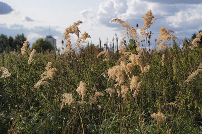 Plants growing on field against sky