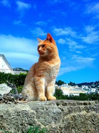 Cat sitting on retaining wall against blue sky