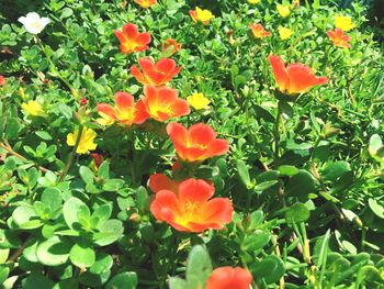 Close-up of poppy flowers blooming on field