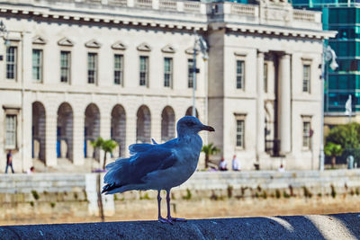 Bird perching on retaining wall against buildings in city