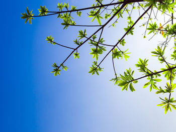 Freshness leaves of cannonball tree on blue sky and sunlight background