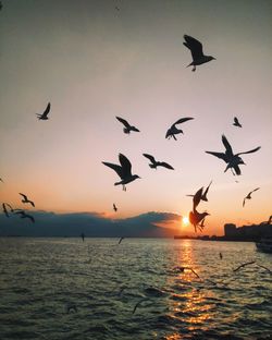 Silhouette birds flying over sea against sky during sunset