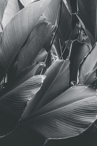 Full frame shot of leaves