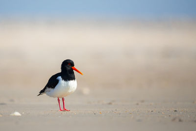 Bird perching on a beach