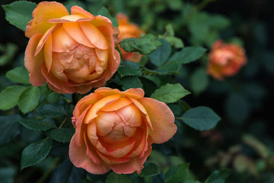 Close-up of orange rose flower
