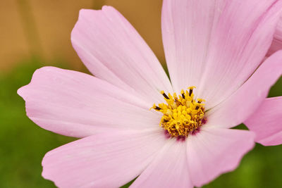 Close-up of pink cosmos flower