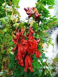 Close-up of red leaves on plant