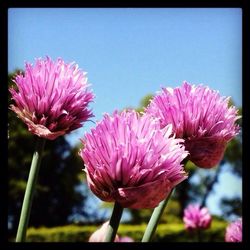 Close-up of pink flowers