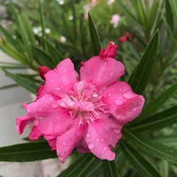 Close-up of wet pink flower blooming outdoors