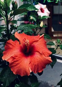 Close-up of red flower pot