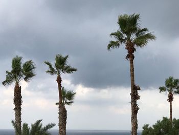 Low angle view of palm trees against sky