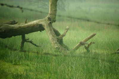 Outdoors on grassy field