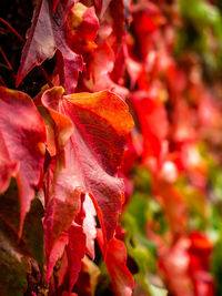 Close-up of red flowering plant during autumn